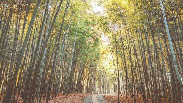 Majestic bamboo forest path during autumn, showing golden leaves and serene foliage. Ideal for use in travel magazines, nature websites, wellness blogs, and outdoor adventure posters.