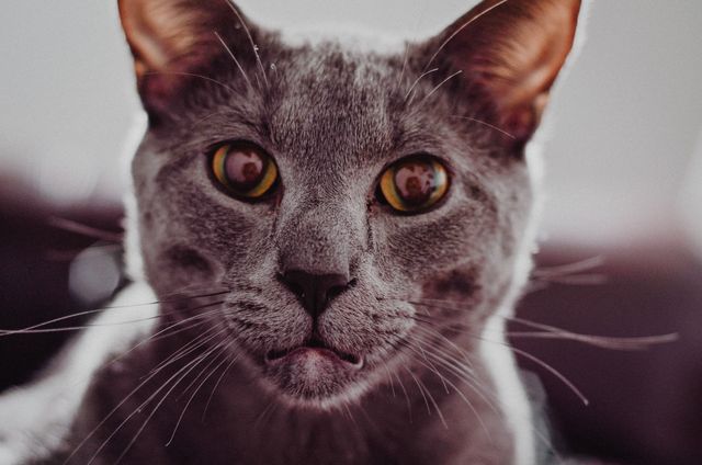 Close-up portrait of a grey cat with striking yellow eyes. Ideal for use in pet adoption websites, veterinary promotional materials, or cat-themed social media posts. Suitable for exploring themes of companionship, curiosity, and animal care.