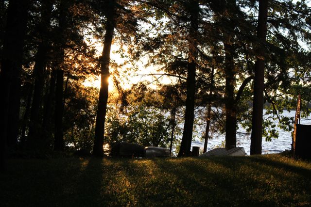 Afternoon sun setting behind tall trees by a lake, casting shadows on grassy ground. Ideal for themes of nature, relaxation, and tranquility, perfect for promoting outdoor activities, travel destinations, or environmental awareness.