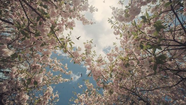 Framing cherry blossom canopy opening to sky with pastel petals and birds flying