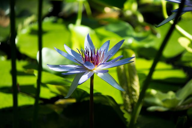 Striking blue water lily captured in full bloom, surrounded by lush green leaves in natural pond setting. Sunlight highlights its delicate petals, creating a peaceful and serene atmosphere. Perfect for nature-related projects, botanical studies, or calming background designs.