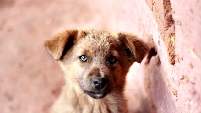 Adorable Fluffy Puppy Leaning Against Wall with Curious Expression - Download Free Stock Photos Pikwizard.com