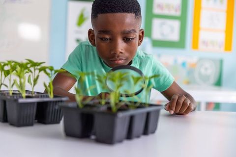 African american boy examining seedlings with magnifier in classroom science activity