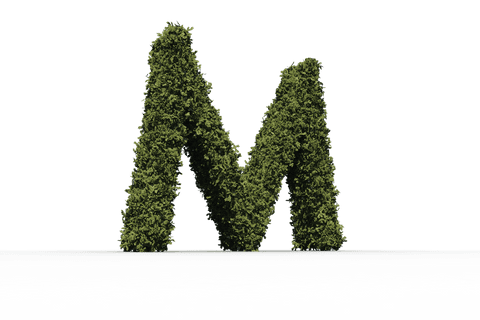 Transparent Leafy Letter M Creating Fresh Natural Vibe - Download Free Stock Videos Pikwizard.com
