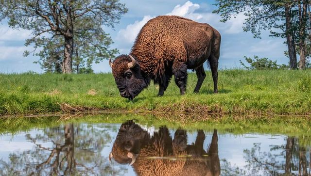 Grazing american bison lowering head at pond reflecting on calm water in lush meadow