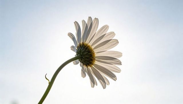 Backlit white daisy with glowing veined petals and curved stem against pale sky