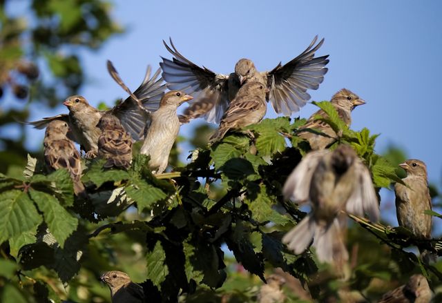 Group leadership nature sparrows - Download Free Stock Photos Pikwizard.com
