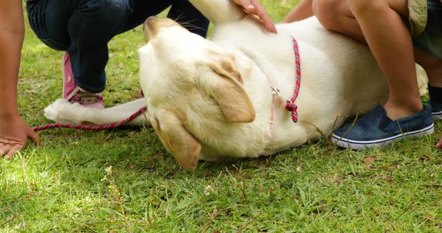 Children joyfully interacting with yellow Labrador on grassy lawn, capturing playful and loving moments. Ideal for use in family-centric advertisements, educational content related to pets, promoting outdoor activities, or any materials focused on children's happiness and pet companionship.