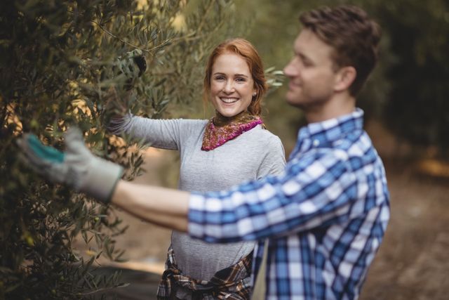 Young woman and man working together harvesting olives on a farm. The woman is smiling while picking olives, wearing gloves and a scarf. The man is in the foreground, slightly out of focus, wearing a plaid shirt. This image is ideal for use in agricultural promotions, rural lifestyle blogs, and teamwork-related content.