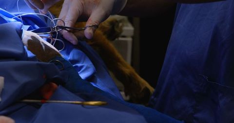 Veterinary surgeon performing canine surgery in operation theater