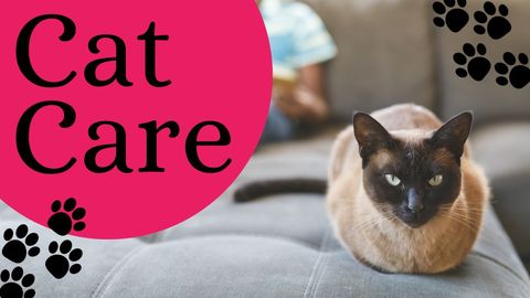 siamese cat highlighting cat care and wellness - Download Free Stock Templates Pikwizard.com