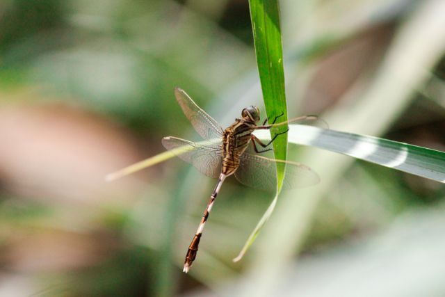 Captured close-up of a dragonfly perched on grass blade with a soft, blurred background. Ideal for use in articles about nature, wildlife, and insect life. Suitable for educational materials, nature blogs, and magazines focusing on the beauty of insects and the intricacies of their habitats.