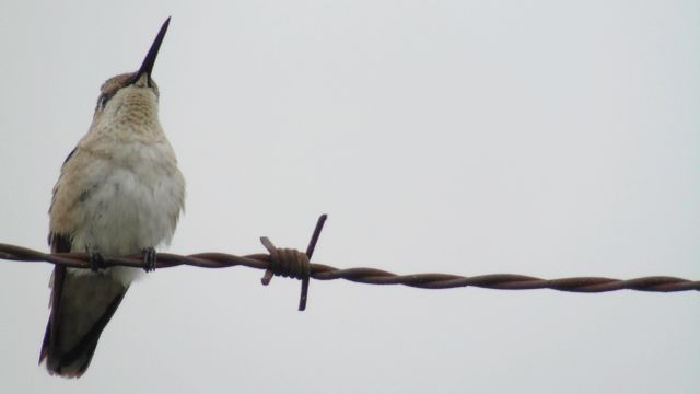 Hummingbird perched on rusty barbed wire against a pale sky. Useful for themes of resilience, nature, wildlife observation, bird watching, and the contrast between nature and human-made objects.