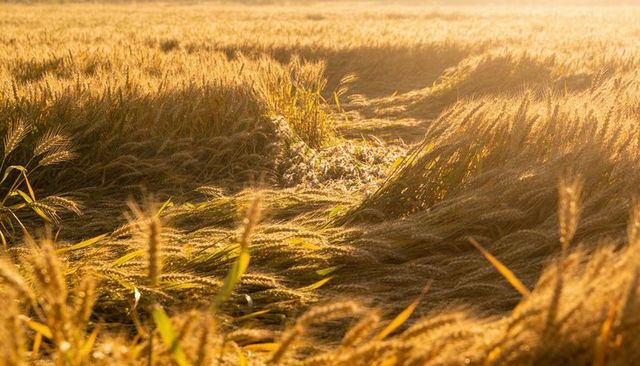 Golden wheat field with bent stalks and sunlit flattened swath creating rippling path