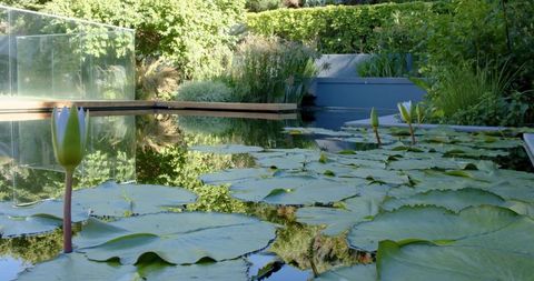 Tranquil water lily pond with glossy pads and rising buds beside modern timber boardwalk