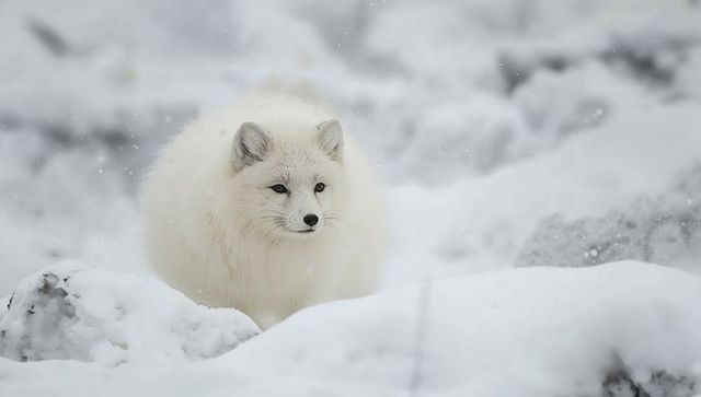 Arctic fox standing in snowy tundra blending into white winter landscape with falling snow