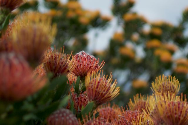 Close-up photograph of blooming orange and red Protea flowers, showcasing vibrant petals and intricate details under soft natural light. Useful for garden and floral-themed projects, nature blogs, backgrounds, and botanical illustrations.
