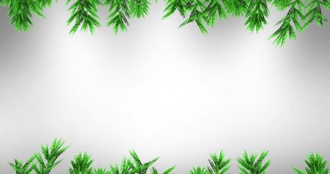 Fir Tree Branches Creating Festive Border Isolated on White