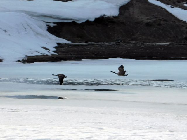 Two Geese Flying Over Snow Covered River in Winter - Download Free Stock Photos Pikwizard.com