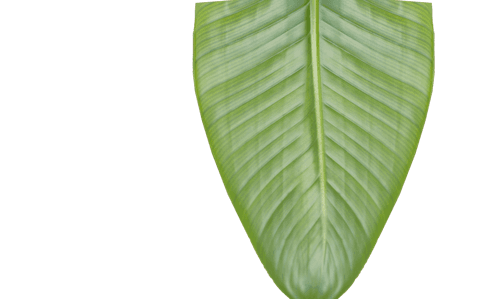 Transparent Banana Leaf Isolated on White - Download Free Stock Videos Pikwizard.com