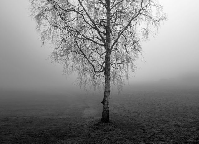 A single tree stands alone in a vast open field shrouded in thick fog, captured in stunning black and white. This image evokes a sense of solitude and tranquility, perfect for use in projects requiring a serene, quiet, or mysterious mood. Suitable for backgrounds, meditative spaces, or themes involving nature, isolation, and peaceful contemplation.