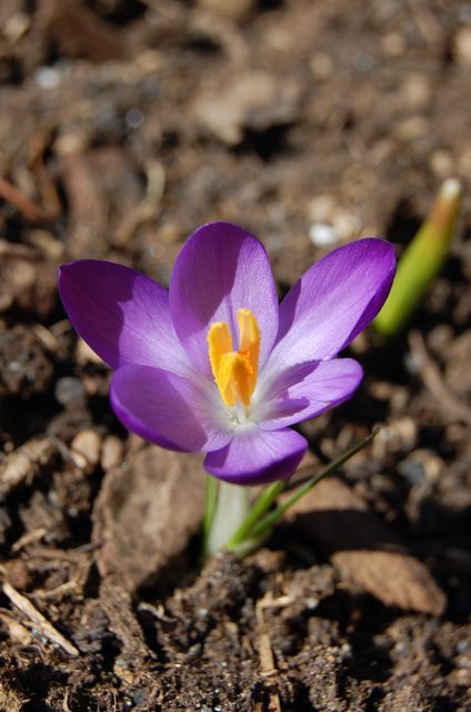 Beautiful purple crocus blooming in early spring. Perfect for use in gardening blogs, floral publications, nature calendars, and botanical studies. Ideal for promoting spring season, floral exhibitions, and nature conservation efforts.