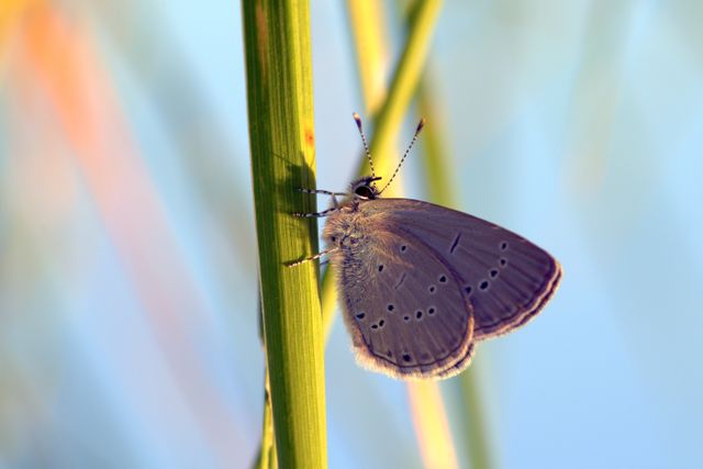 Delicate butterfly resting quietly on a grass blade in its natural habitat. Perfect for illustrating nature and wildlife articles, educational materials, or promoting eco-friendly products. Great for backgrounds in posters, websites, or presentations with a theme of biodiversity or environmental conservation.