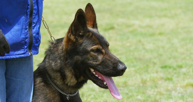 German Shepherd on leash stands beside its owner in a park. Suitable for pet care services, dog training agencies, animal-related websites, or outdoor activity promotions highlighting the bond between pets and their owners.