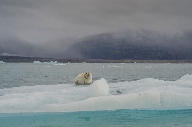 Polar bear resting on a small iceberg, surrounded by cold arctic waters with a misty mountain backdrop. Useful for highlighting climate change effects, articles on polar bear habitat, nature presentations, and promoting wildlife conservation.