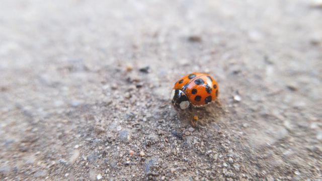 Close-up of Ladybug on Ground Texture - Download Free Stock Photos Pikwizard.com