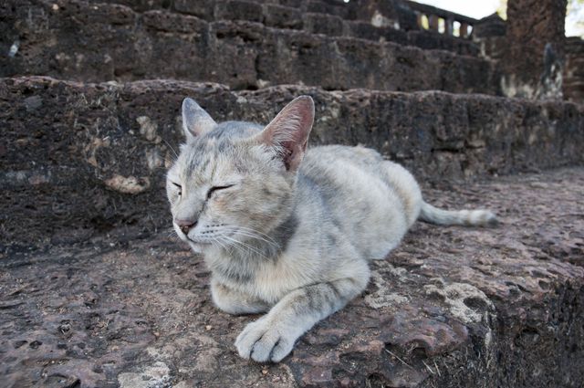 Calm Stray Cat Resting on Rocky Steps - Download Free Stock Photos Pikwizard.com