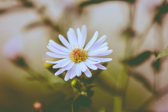 Beautiful white daisy flower blooming in focus while subtle green background is blurred. Suitable for nature websites, gardening blogs, floral design inspirations, and spring-themed presentations.