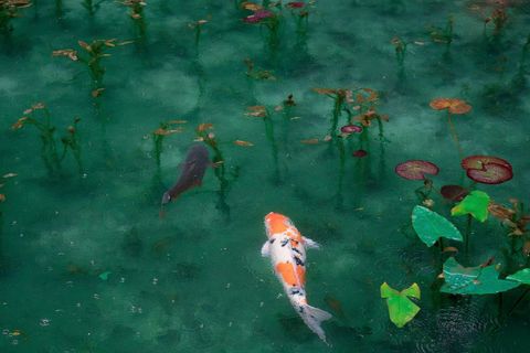 Colorful koi small fish swimming in serene pond with water lilies