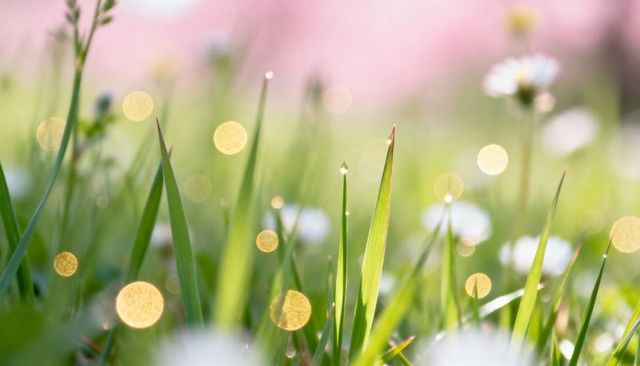 Sunlit dew on meadow grass with golden bokeh and white daisies in pink pastel