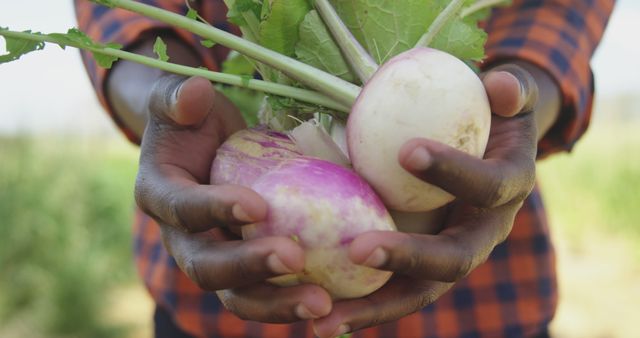 Farmer Holding Fresh Bunch of Beetroots in Countryside - Download Free Stock Images Pikwizard.com