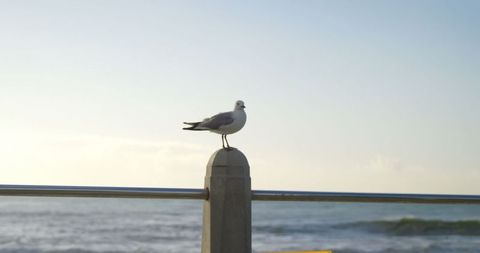 Seaside Tranquility with Lone Seagull Scene