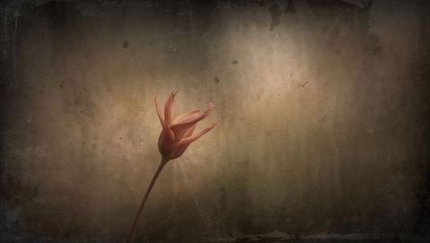 Delicate pink tulip leaning over vintage textured background with moody cinematic lighting