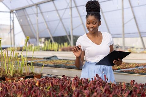 African american woman inspecting seedling trays in greenhouse holding clipboard