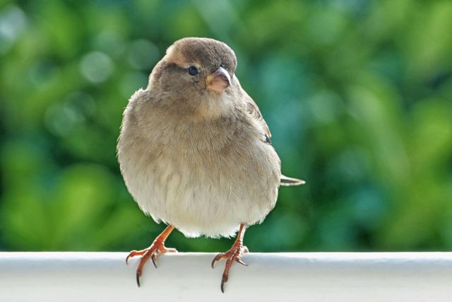 Bird female house sparrow sparrow - Download Free Stock Photos Pikwizard.com