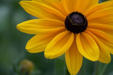 Vibrant Black-Eyed Susan Blossom Close-Up