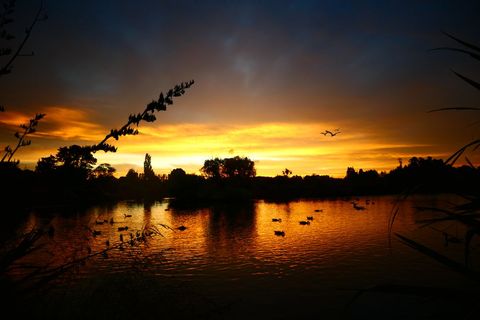 Golden Sunset Reflecting on Calm Lake with Silhouetted Ducks and Reeds