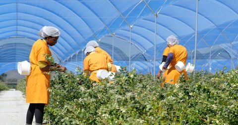 Female Workers Harvesting Blueberries in Bustling Farm Scene