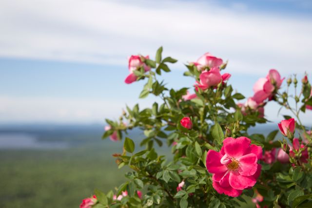 Vibrant blooming pink roses framed against a blue sky and distant green landscape. Ideal for spring or summer themes, nature photography, gardening blogs, floral designs, or uplifting wall art.