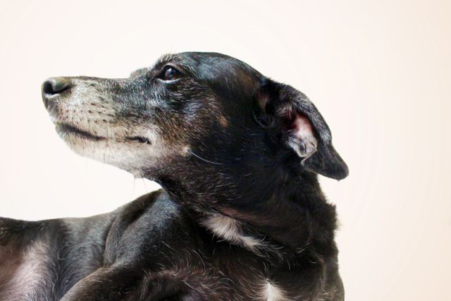 Senior black dog with grey muzzle and tilted head, appearing to look at something above. The image captures the wisdom and calm demeanor of an older pet, perfect for use in pet care articles, adoption promotion, senior dog healthcare, and pet products advertisements.