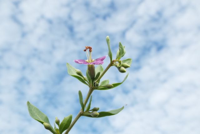 Photo of a single purple flower blooming against a blue sky with scattered clouds, emphasizing the beauty of nature and simplicity. Ideal for spring or summer themes, nature presentations, backgrounds, or botanical blogs and websites.