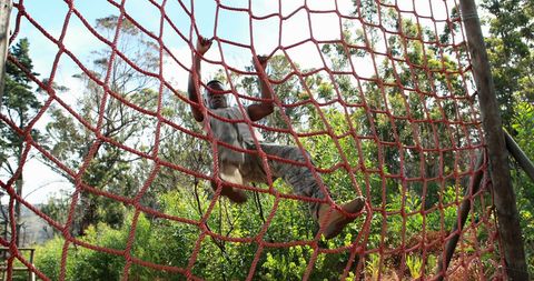Man Climbing Rope Wall in Outdoor Obstacle Course - Download Free Stock Images Pikwizard.com