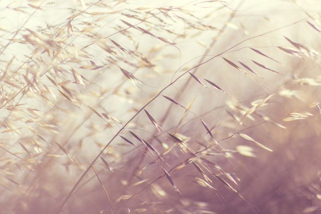 Gentle Wisps of Dry Grass in Soft Focus at Sunset - Download Free Stock Photos Pikwizard.com