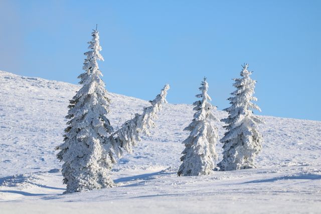 Snow-covered pine trees in a winter landscape with clear blue sky. Ideal for backgrounds, holiday cards, nature calendars, and winter-themed promotional materials. Evokes feelings of serenity and chillness.