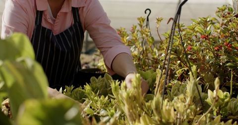 Senior woman gardening in nursery with striped apron