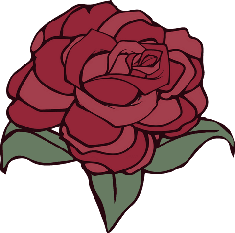 Elegant red rose bloom on transparent background vector
